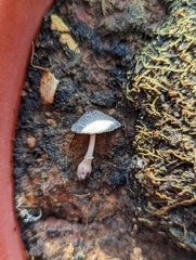 Lepiota atrodisca