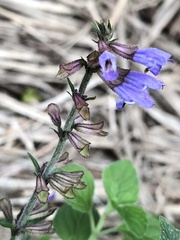 Salvia japonica