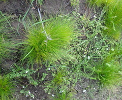 Chaenostoma campanulatum