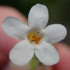 Chaenostoma campanulatum