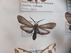 Cisseps fulvicollis