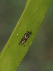 Eumerus