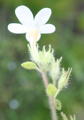 Chaenostoma campanulatum
