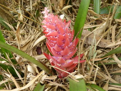 Aechmea vallerandii