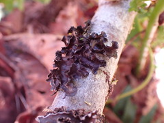 Peltigerales