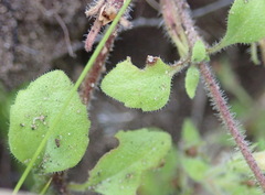 Chaenostoma campanulatum