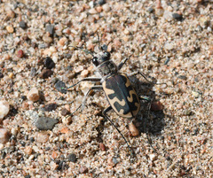 Cicindela formosa