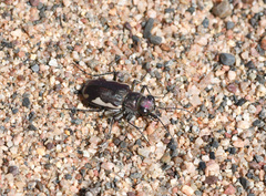 Cicindela scutellaris lecontei