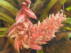 Aechmea vallerandii