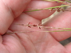 Schizachyrium rhizomatum