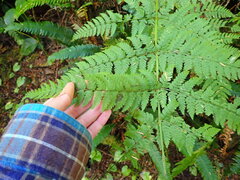 Dryopteris expansa