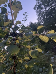 Rhamneae