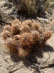 Echinocereus engelmannii engelmannii