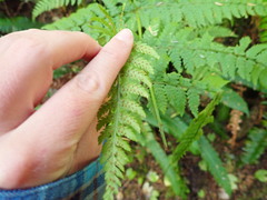 Dryopteris expansa