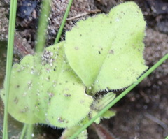 Chaenostoma campanulatum