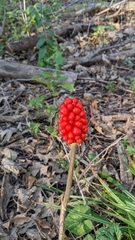 Arisaema triphyllum