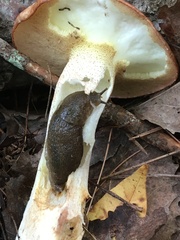Arion hortensis