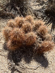 Echinocereus engelmannii engelmannii