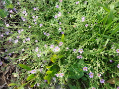 Chaenostoma campanulatum