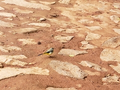 Motacilla cinerea patriciae