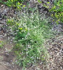 Chaenostoma campanulatum