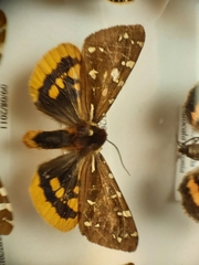 Arctia parthenos