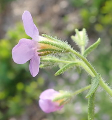 Chaenostoma campanulatum
