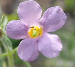 Chaenostoma campanulatum