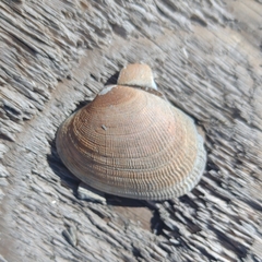 Veneridae