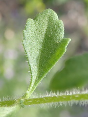 Chaenostoma campanulatum