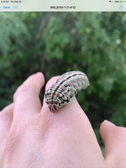 Eumorpha fasciatus