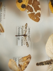 Synanthedon acerni