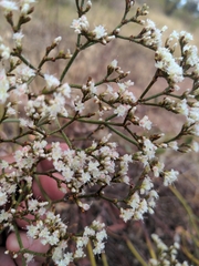 Caryophyllales