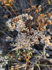 Eriogonum