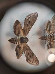 Sphinx poecila