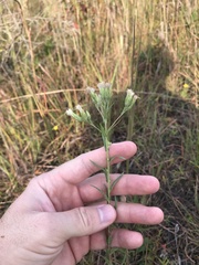 Brickellia eupatorioides texana