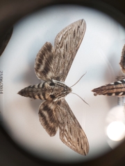 Sphinx canadensis