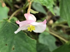 Begonia formosana