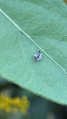 Corythucha marmorata