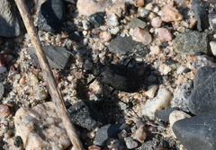 Cicindela longilabris