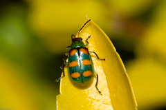Diabrotica speciosa