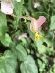 Begonia formosana