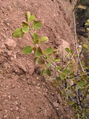 Fraxinus anomala