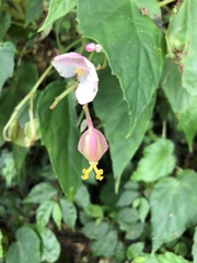 Begonia formosana