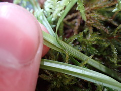 Scirpus microcarpus