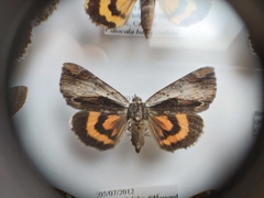 Catocala ultronia