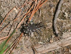 Cicindela duodecimguttata