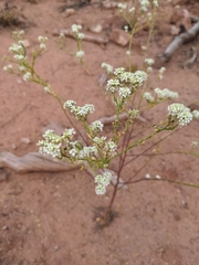 Lepidium fremontii