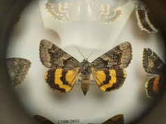Catocala badia coelebs