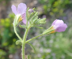 Chaenostoma campanulatum